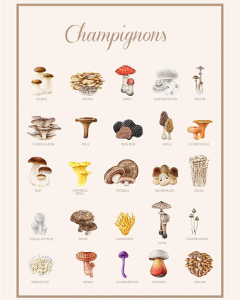 Torchon cuisine 50x70 cm - Liste Champignons