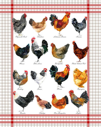 Torchon cuisine 50x70 cm - Liste Poule - Mercerine