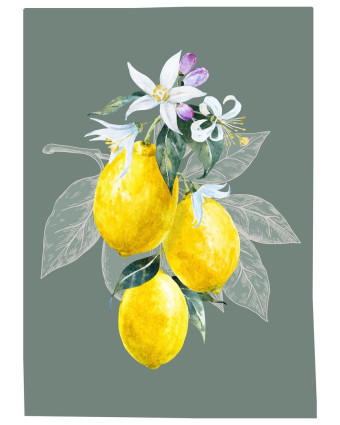 Torchon cuisine 50x70 cm - Citron Fond Vert Grisé - Mercerine